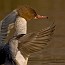 thumbs/IMG_4329.jpg
